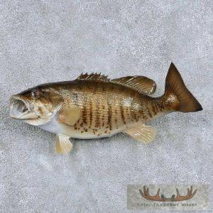 22" Smallmouth Bass Taxidermy Fish Mount Taxidermy