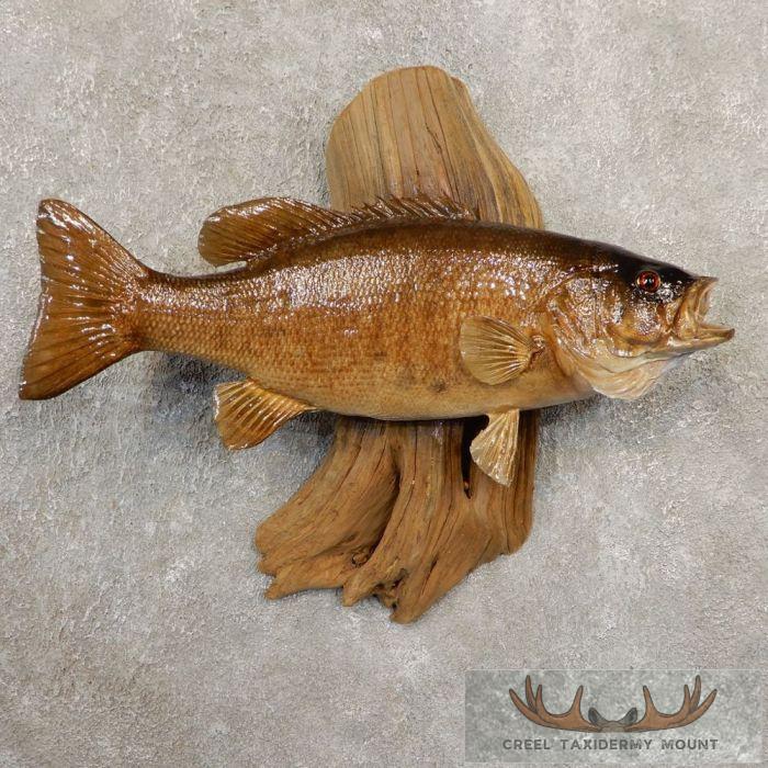 20" Smallmouth Bass Taxidermy Fish Mount For Sale