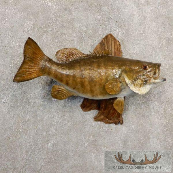 16.5" Smallmouth Bass Taxidermy Fish Mount For Sale