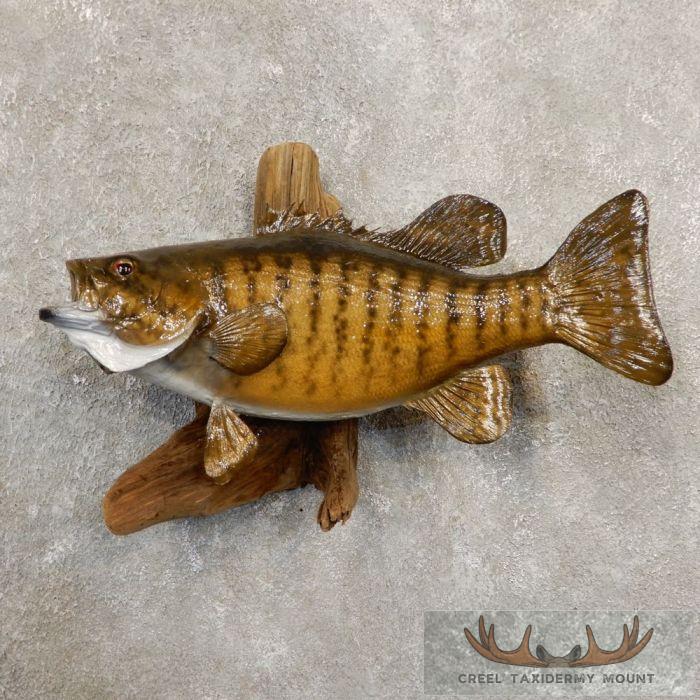 18" Smallmouth Bass Taxidermy Fish Mount For Sale