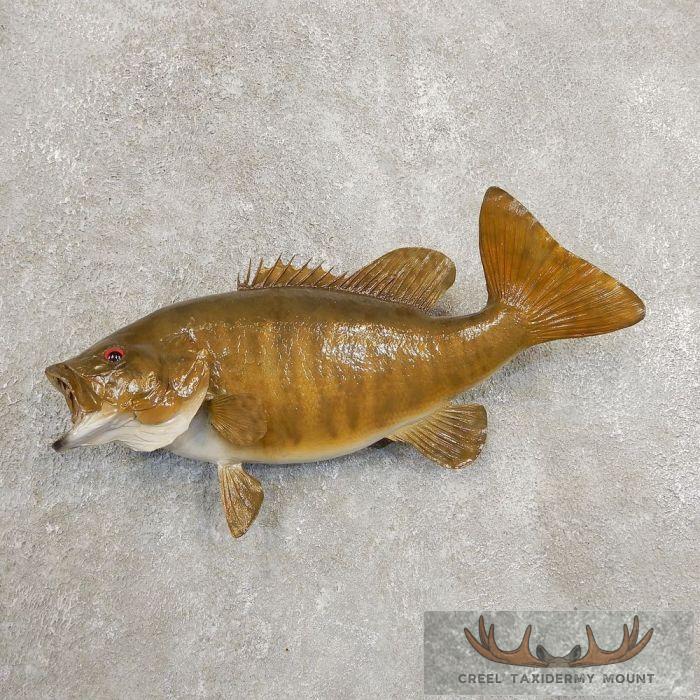 Smallmouth Bass Taxidermy Fish Mount For Sale
