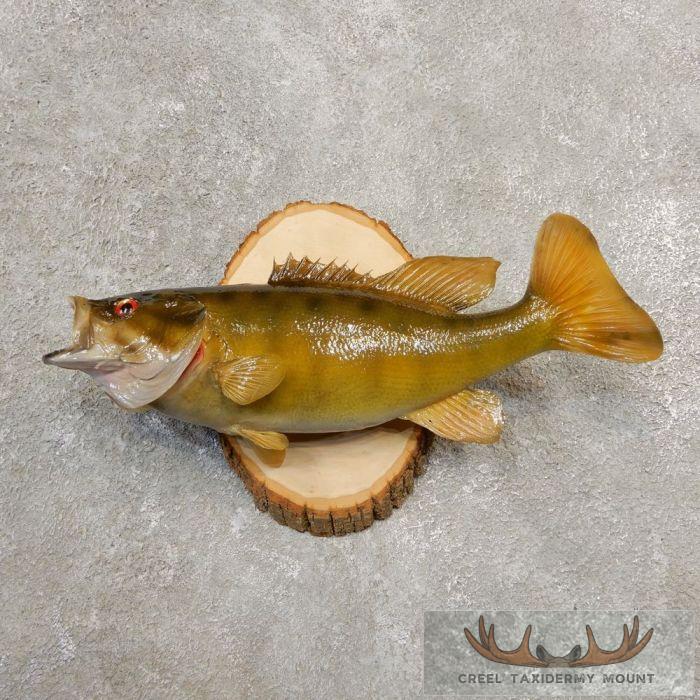 16" Smallmouth Bass Taxidermy Fish Mount For Sale