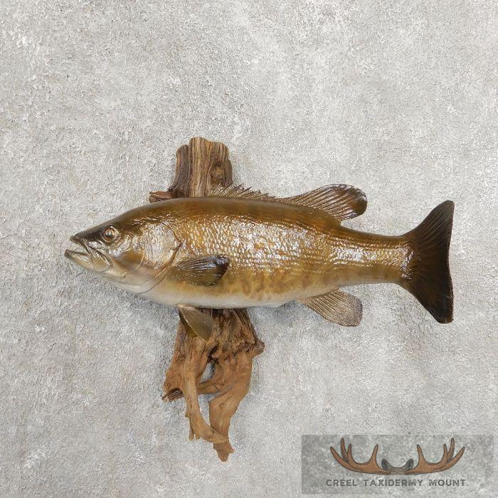 17.5" Smallmouth Bass Taxidermy Fish Mount For Sale