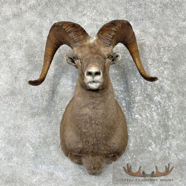 Kamchatka Snow Sheep Taxidermy Shoulder Mount For Sale