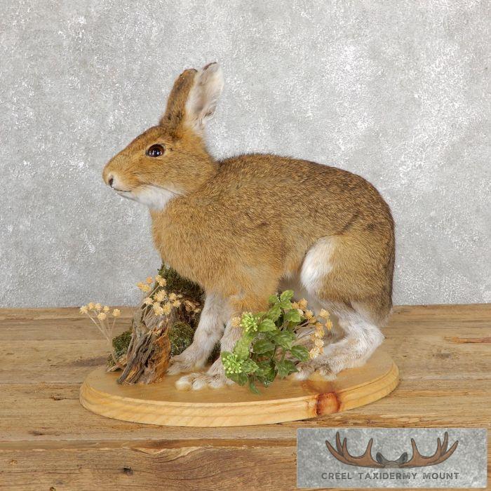 Snowshoe Hare (Rabbit) Taxidermy Mount For Sale