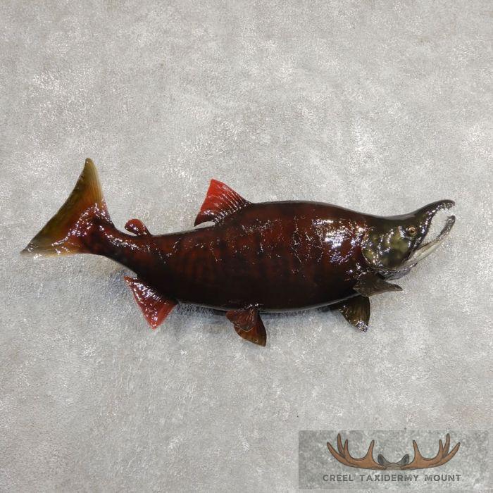 26.75" Sockeye Salmon Taxidermy Fish Mount For Sale