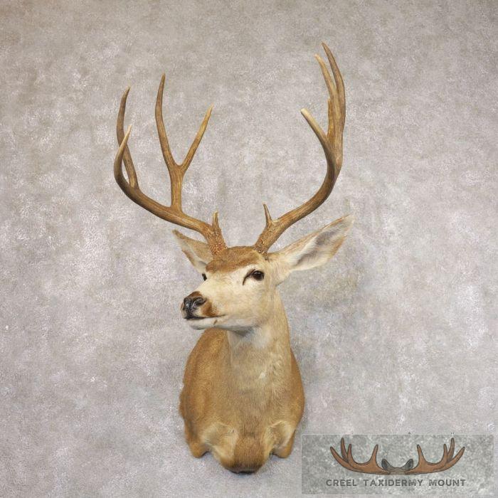 Sonora Desert Mule Deer Taxidermy Shoulder Mount For Sale
