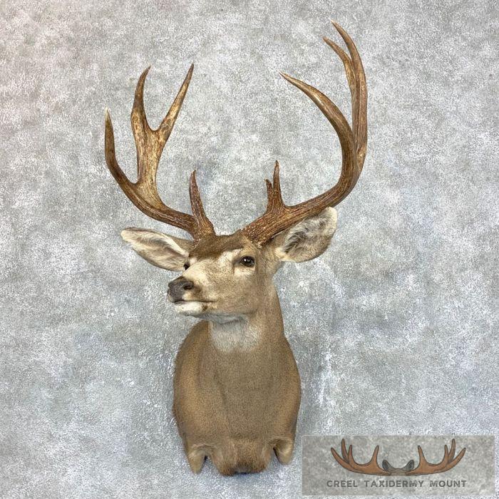 Sonora Desert Mule Deer Taxidermy Shoulder Mount For Sale