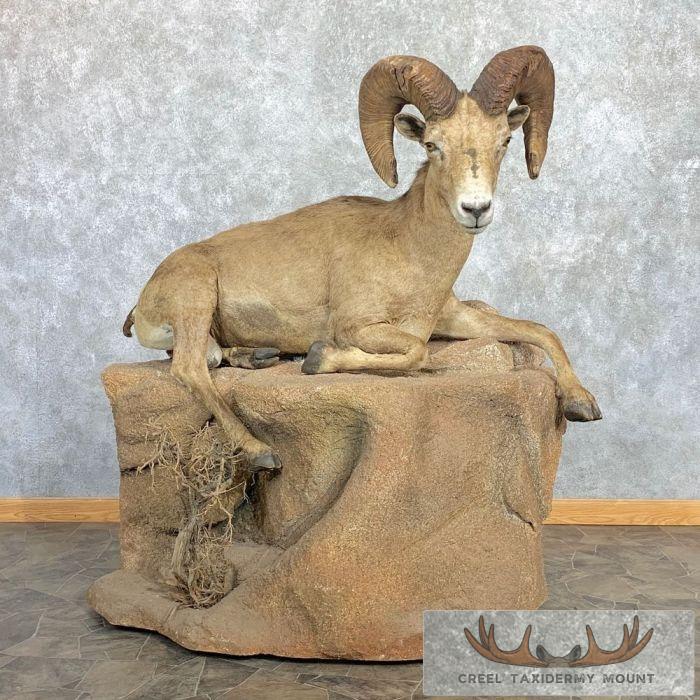 Sonora Desert Bighorn Sheep Life-Size Taxidermy Mount For Sale