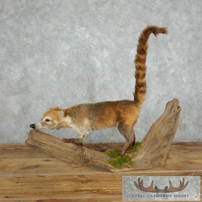 South American Coatimundi Taxidermy Mount For Sale