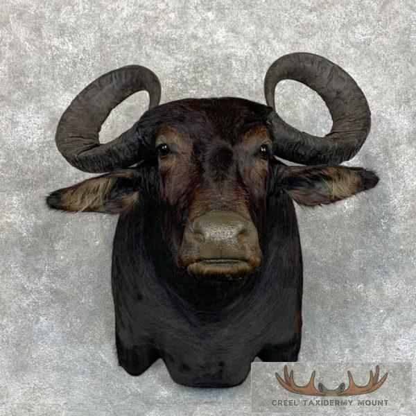 South American Water Buffalo Taxidermy Shoulder Mount For Sale