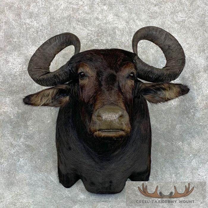 South American Water Buffalo Taxidermy Shoulder Mount For Sale
