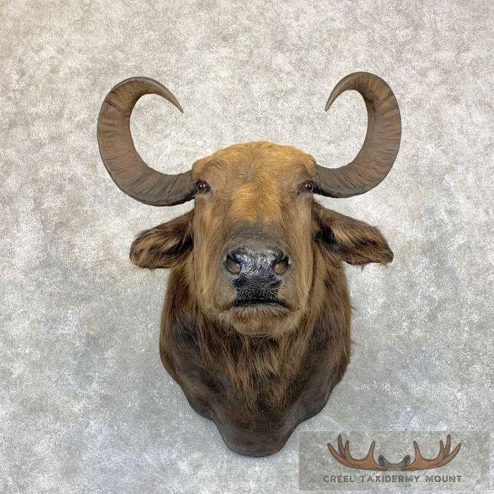 South American Water Buffalo Taxidermy Shoulder Mount For Sale