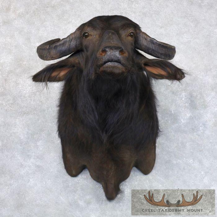 South American Water Buffalo Taxidermy Shoulder Mount For Sale