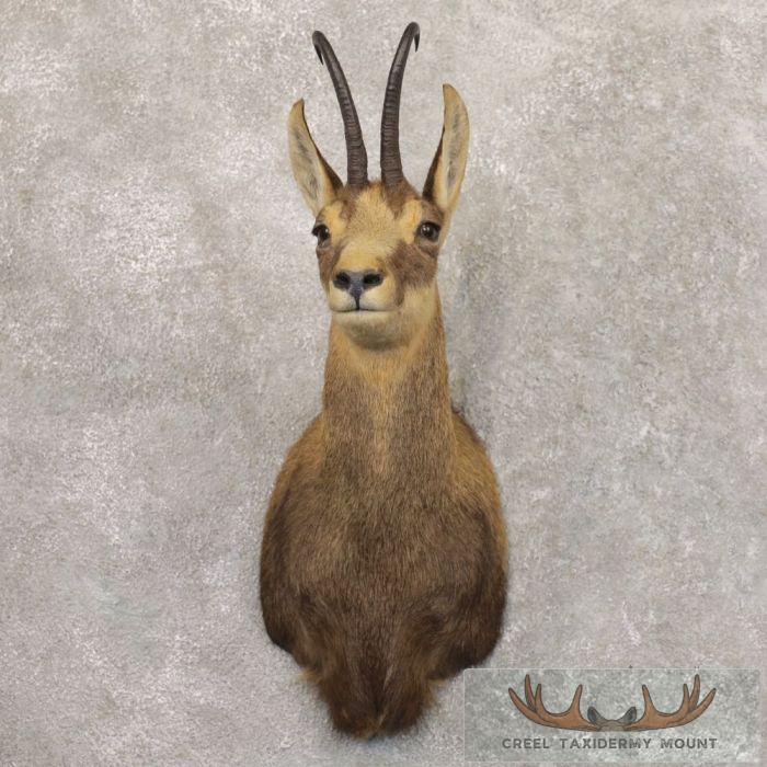 South Pacific Chamois Taxidermy Shoulder Mount For Sale