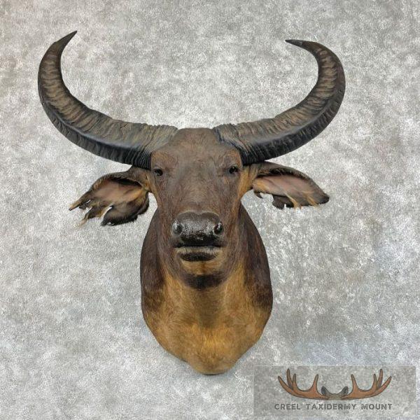 South Pacific Water Buffalo Taxidermy Shoulder Mount For Sale