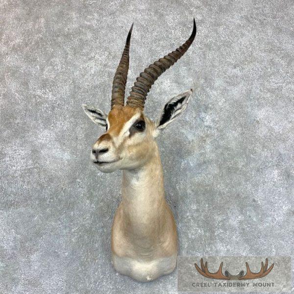 African Southern Grants Gazelle Taxidermy Mount For Sale