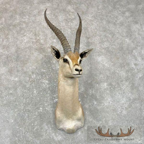 African Southern Grants Gazelle Taxidermy Mount For Sale
