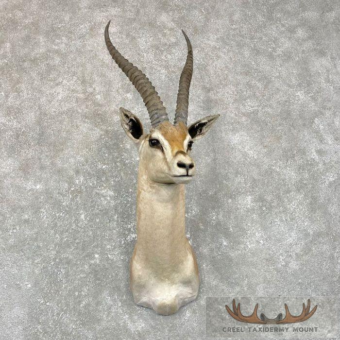African Southern Grants Gazelle Taxidermy Mount For Sale