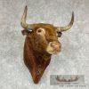 Spanish Fighting Bull Taxidermy Shoulder Mount For Sale - Image 2