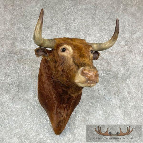 Spanish Fighting Bull Taxidermy Shoulder Mount For Sale - Image 2