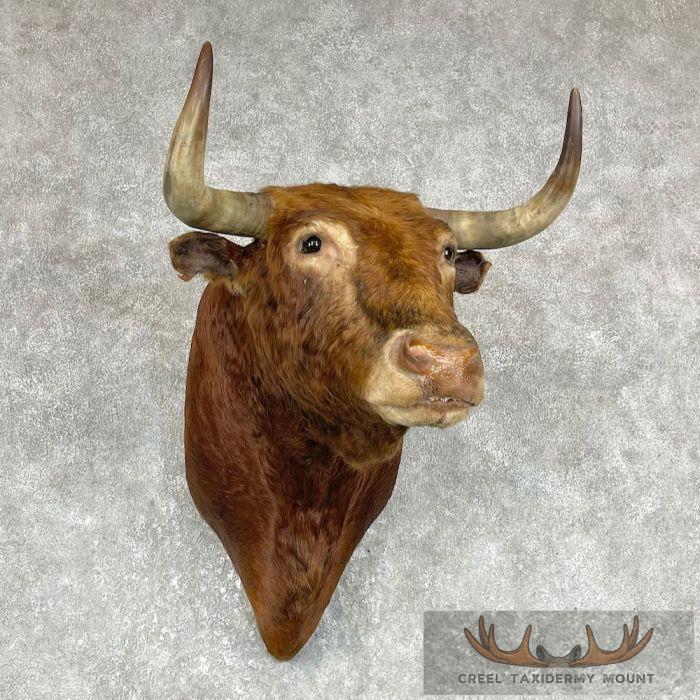 Spanish Fighting Bull Taxidermy Shoulder Mount For Sale - Image 2