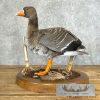 Specklebelly Goose Taxidermy Bird Mount For Sale