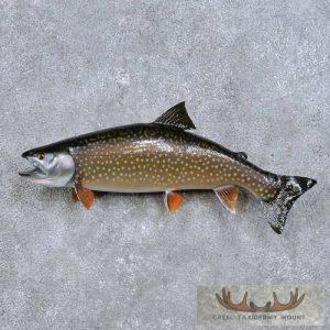 21" Splake Taxidermy Fish Mount Taxidermy