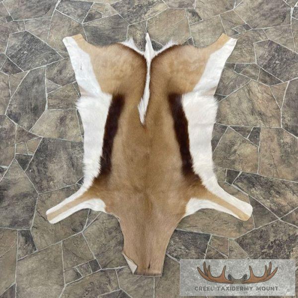 Springbok Taxidermy Hide For Sale