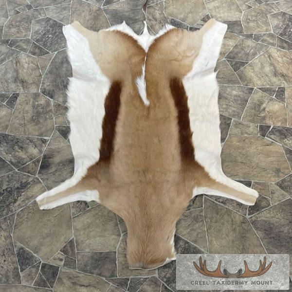 Springbok Taxidermy Hide For Sale