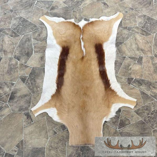 Springbok Taxidermy Hide For Sale