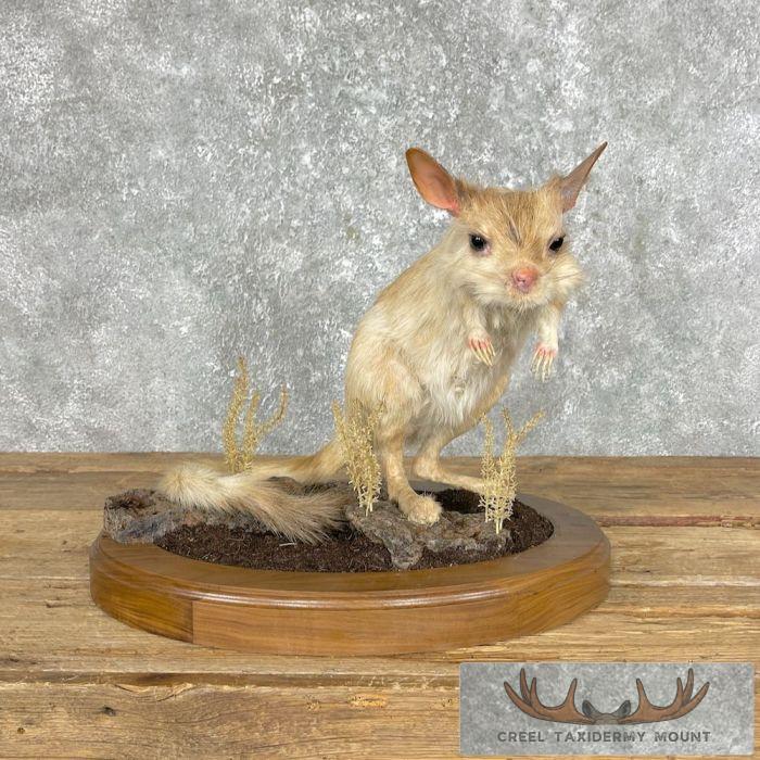 Springhare Taxidermy Mount For Sale