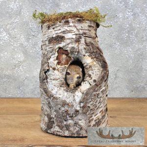 Red Squirrel Taxidermy Mount Taxidermy