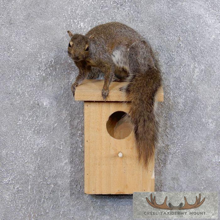 Grey Squirrel & Birdhouse Taxidermy Mount For Sale