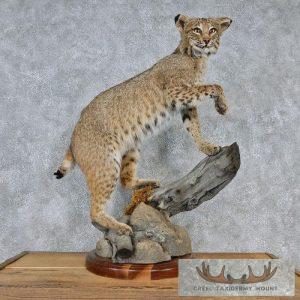 Standing Bobcat Mount
