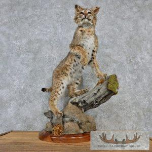 Standing Bobcat Mount
