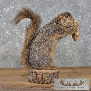 Standing Fox Squirrel