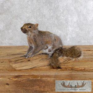 Standing Grey Squirrel Taxidermy Mount Taxidermy