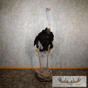 Standing Ostrich Life-Size Taxidermy Mount Taxidermy