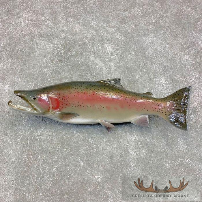 Steelhead Taxidermy Fish Mount For Sale