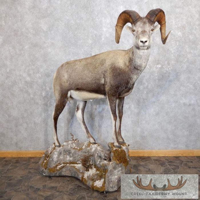 Stone Sheep Life-Size Taxidermy Mount For Sale
