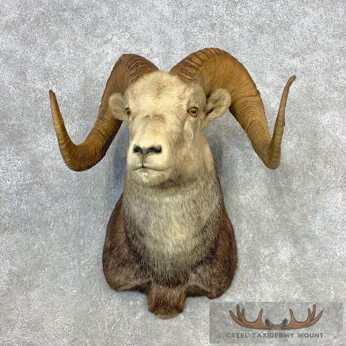 Stone Sheep Ram Head Taxidermy Shoulder Mount For Sale