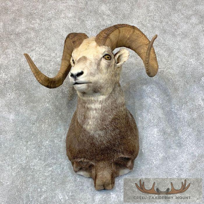 Stone Sheep Ram Taxidermy Shoulder Mount For Sale