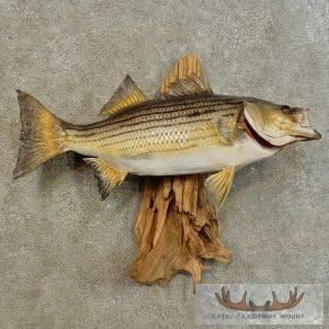 23.5" Striped Bass Taxidermy Fish Mount Taxidermy