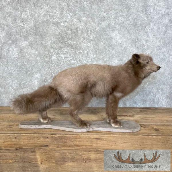 Summer Phase Arctic Fox Taxidermy Mount For Sale