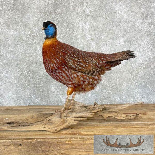 Temminck's Tragopan Pheasant Mount For Sale