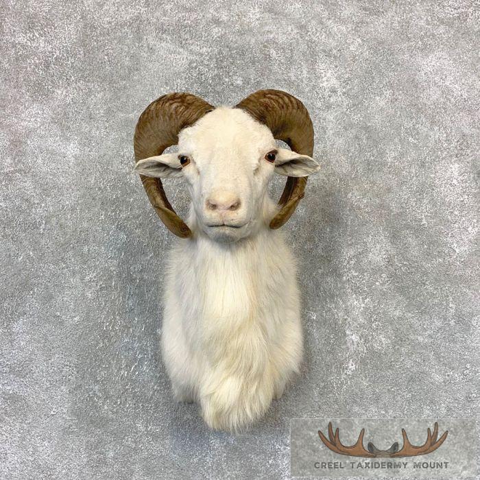 Texas Dall Sheep Taxidermy Shoulder Mount For Sale
