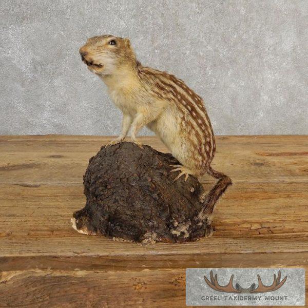 Thirteen-lined Ground Squirrel Taxidermy Mount For Sale