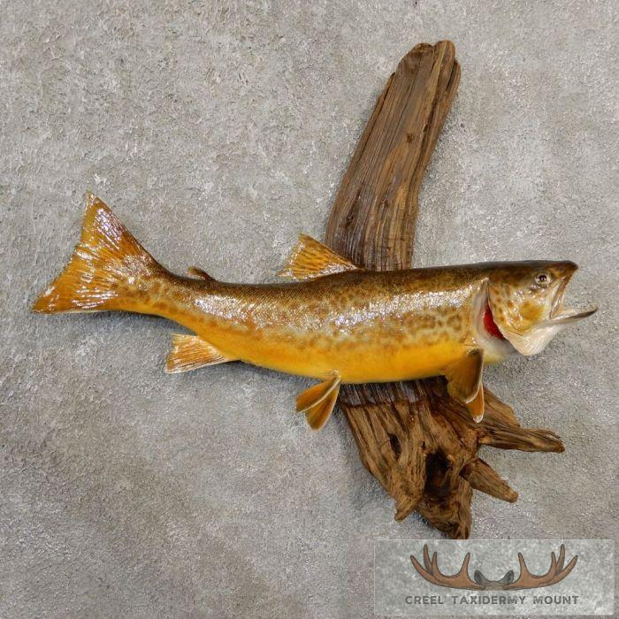 Tiger Trout Taxidermy Mount For Sale