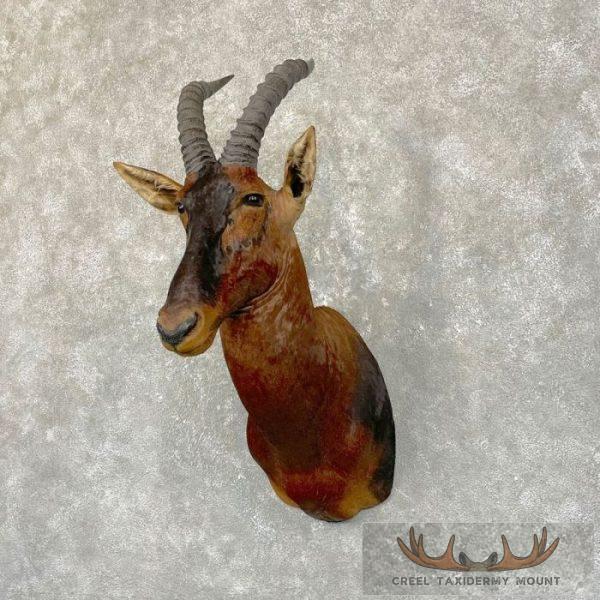 Topi Shoulder Taxidermy Mount For Sale - Image 2